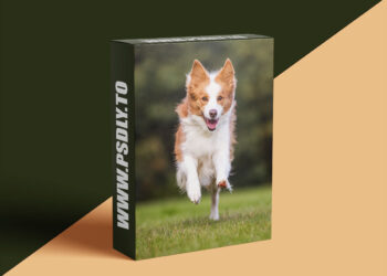 Unleashed Education - Unleashing Expression in Your Dog Photography