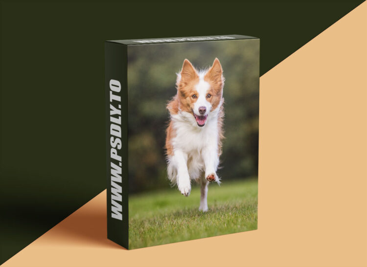 Unleashed Education - Unleashing Expression in Your Dog Photography