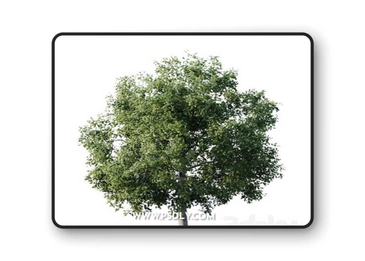 3dsky Pro - Elm 14m 3D Model