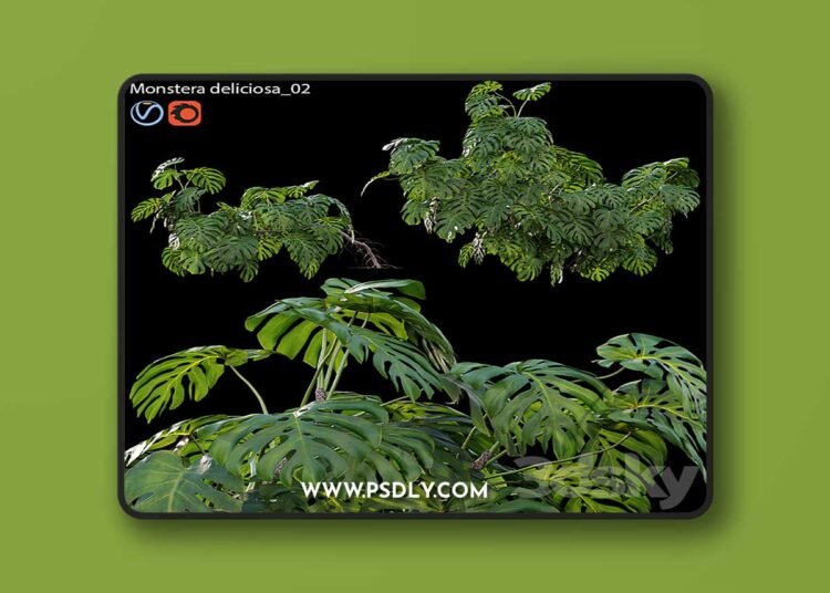 3dsky Pro - Monstera deliciosa 02 3D Model
