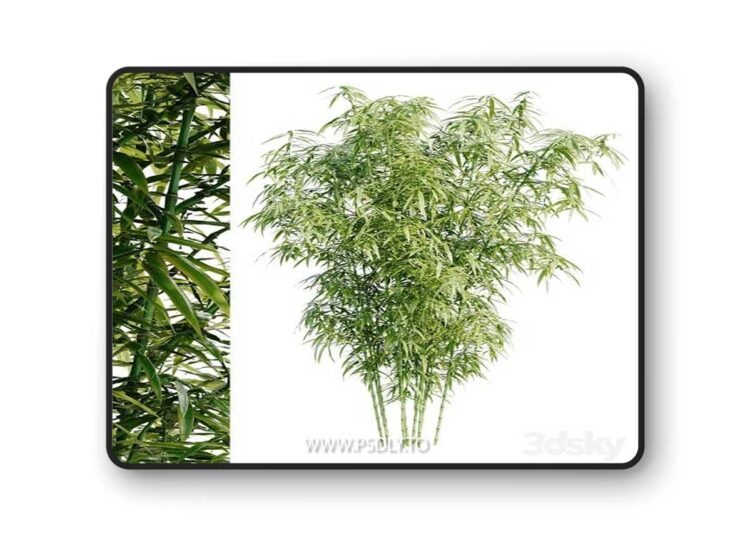 3dsky Pro - Bamboo Bush 3D Model