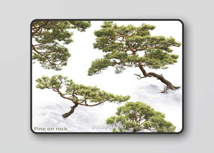 3dsky Pro - Pine 3D Model