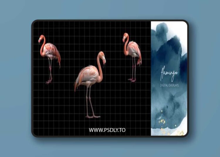Finding North Education - Flamingo Digital Overlays