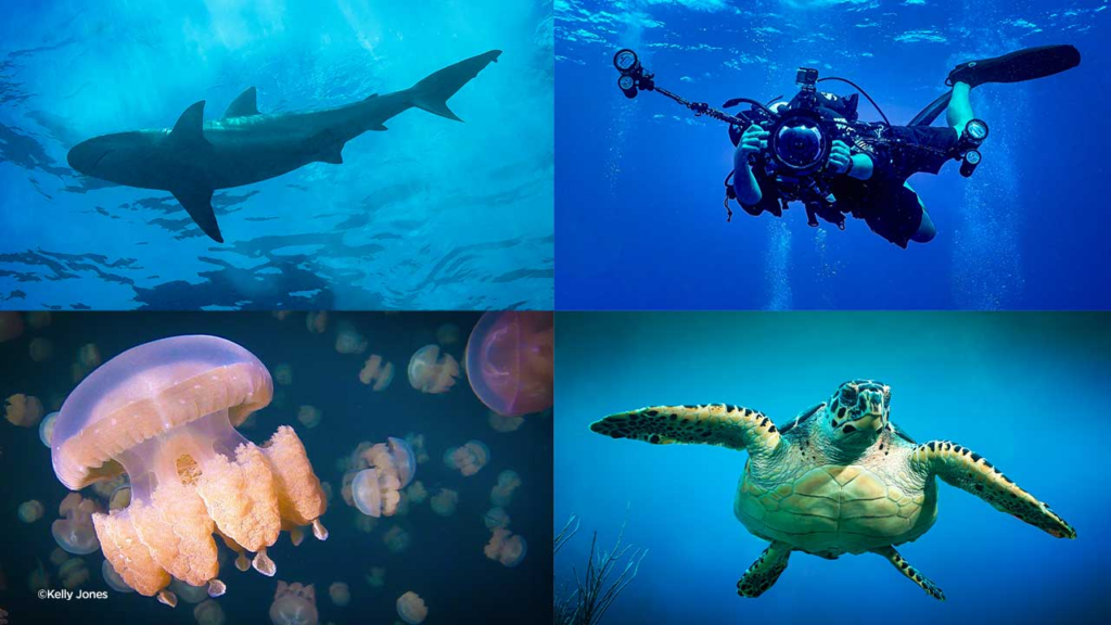 KelbyOne – Underwater Photography From Start to Finish 2 image 3