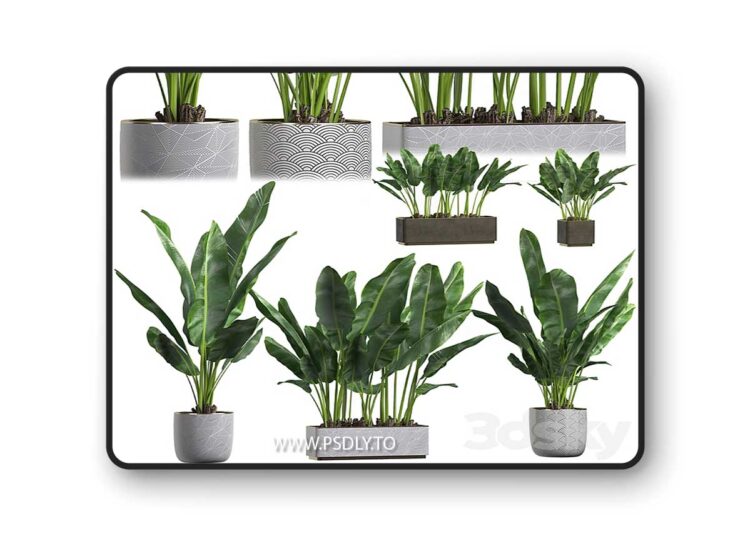 3dsky Pro - INTERIOR FLOWER PACK 1