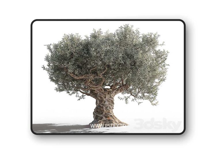 3dsky Pro - Olive tree 2 3D Model