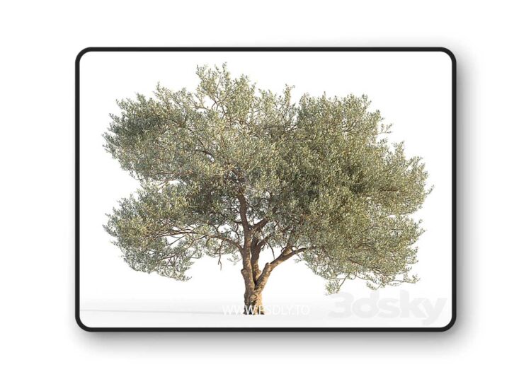 3dsky Pro - Olive tree 5 3D Model