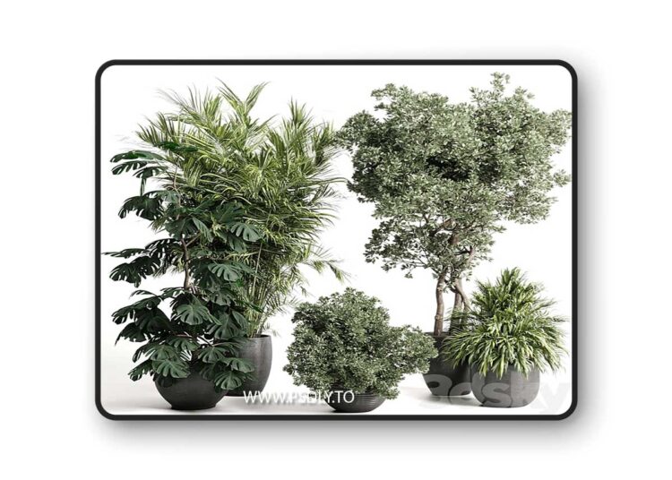 3dsky Pro - indoor plant set 452 plant bush monstera tree vase dirty concrete