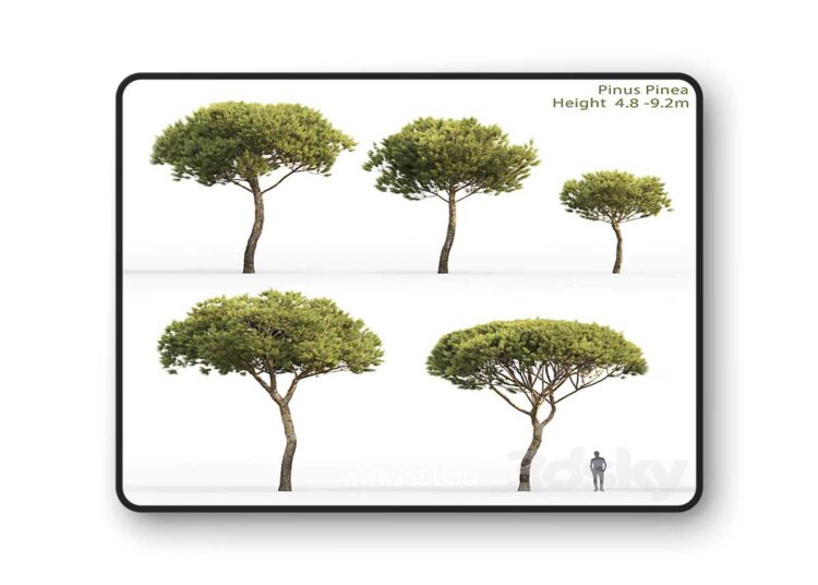 3dsky Pro - Pine 3D Model