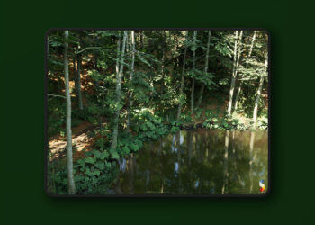 Beech Forest Ecosystem (5.1+)